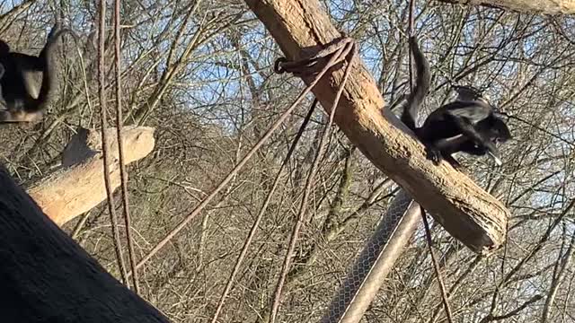 Phone Snatched by Spider Monkey