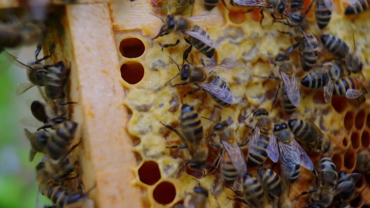 Watch how the bee makes honey in the hive .. Really amazing