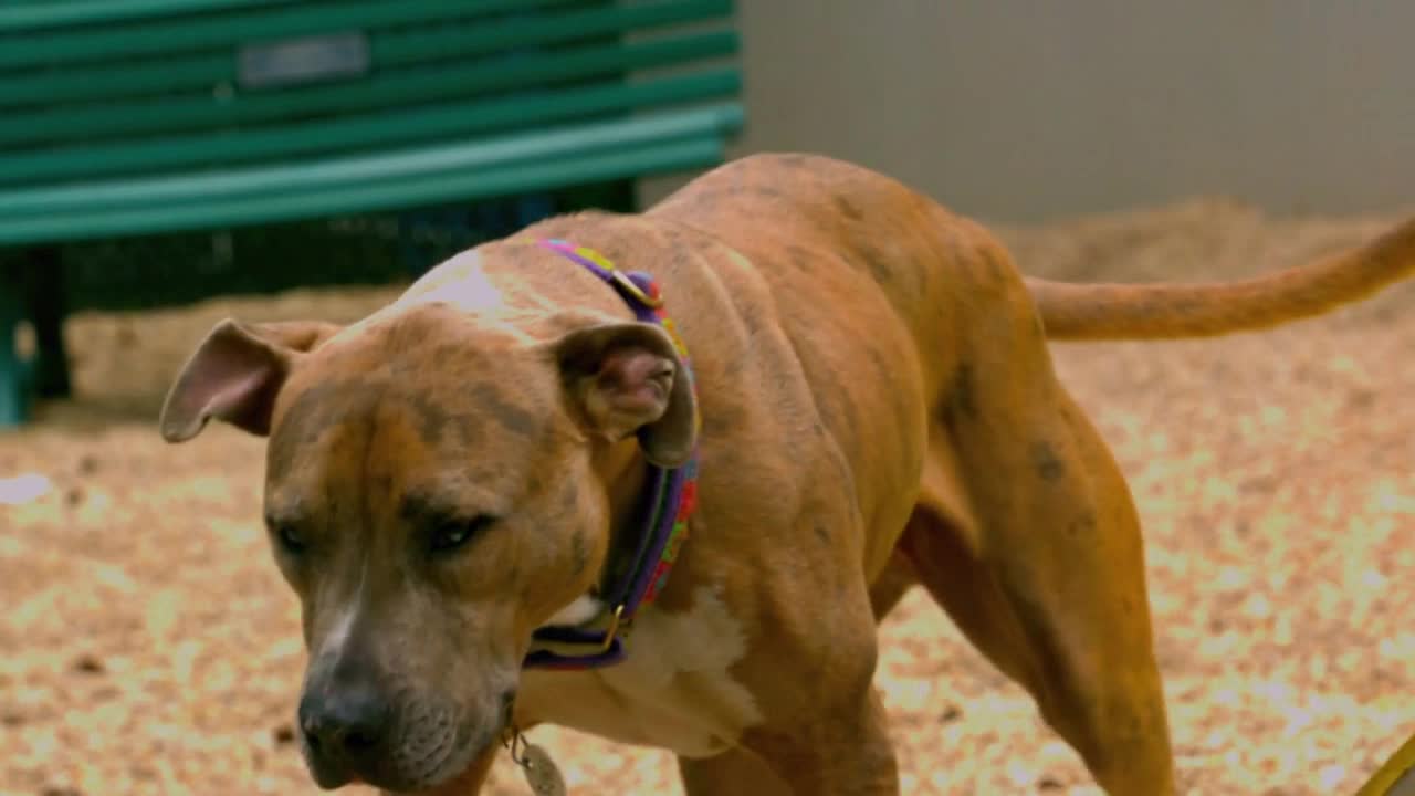 Slow Motion Playground Dog Trotting