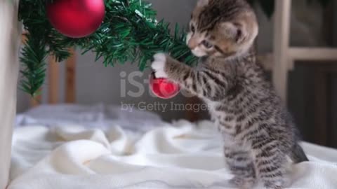 Cute little kitten broke and dropped the Christmas tree.