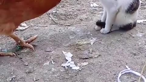 Don’t do that #animals #funnyvideo