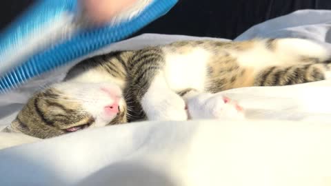 Cute Cat Loves the Deshedding Glove