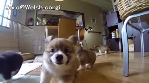 Hilarous puppies