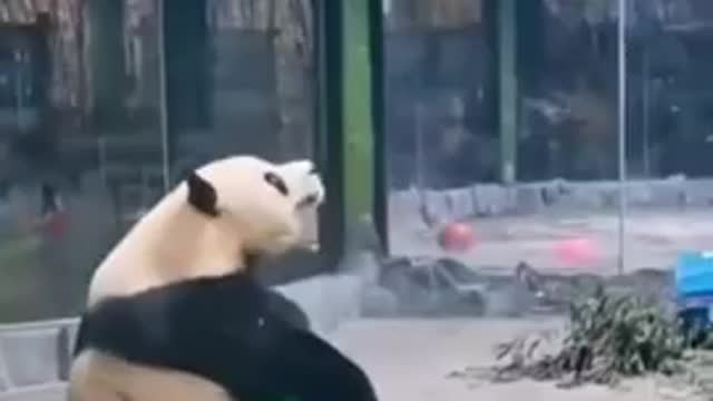 Cute panda.funny panda playing 🥰