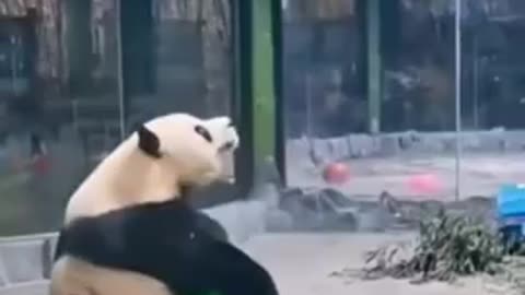 Cute panda.funny panda playing 🥰