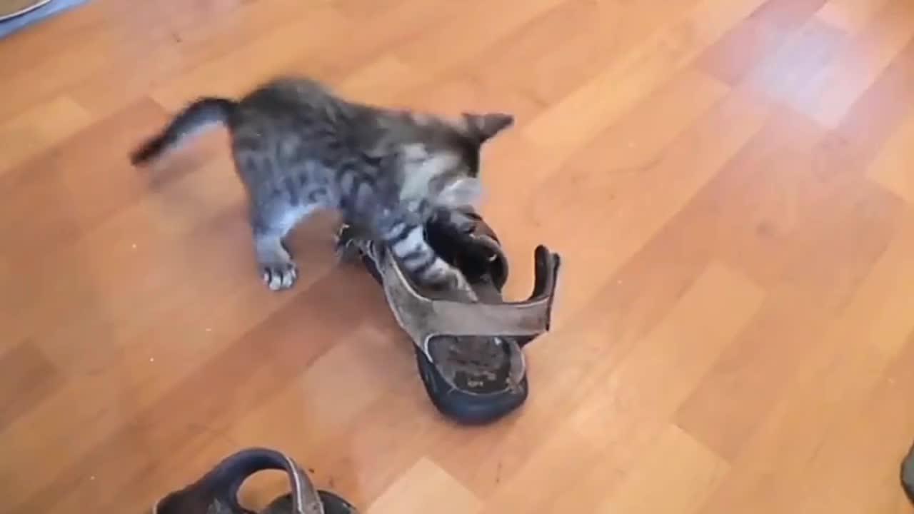 A cat is fighting with shoes