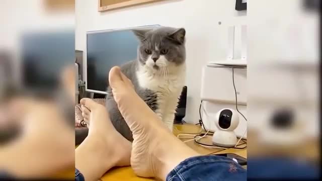 Baby Cats Cute and Funny Cats - Funny moments