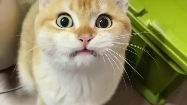 Cute Kitten