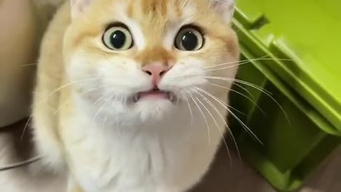 Cute Kitten
