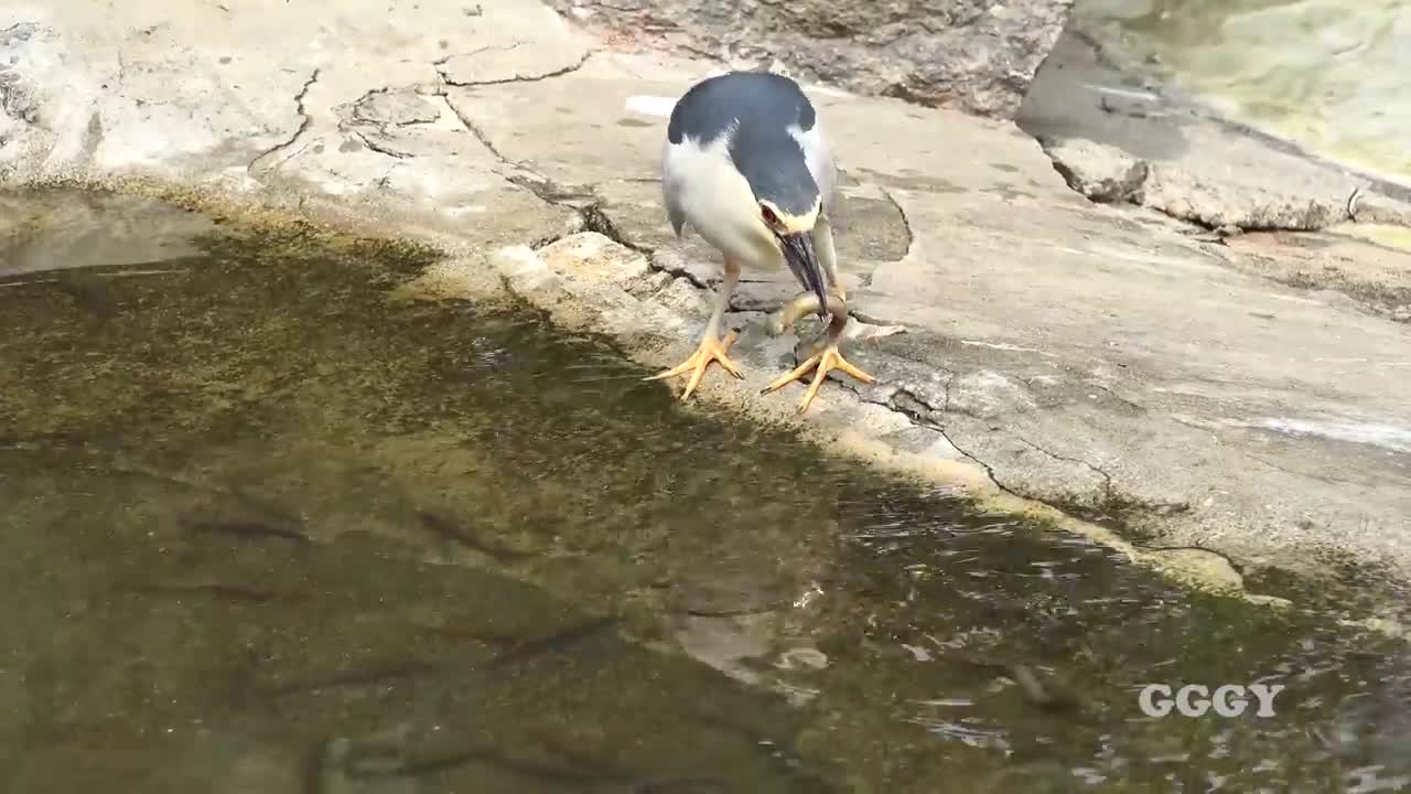 Pelican catch fish