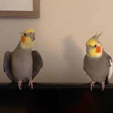 Great musical tune from a pair of cockatiels, cool