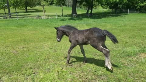 Spoons the orphaned foal plays with her ball at 3 weeks old