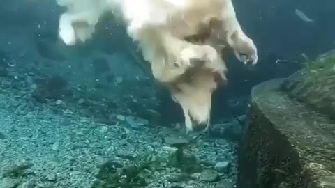 scuba diving dog is trying to pick up something under the water | see what happens