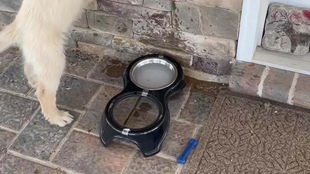 Golden Retriever puppy tries to turn on faucet for my water