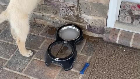 Golden Retriever puppy tries to turn on faucet for my water