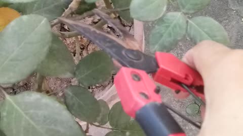 How To Cut Rose DieBack Branch 🌱🌹| Pink Rose 🌹| How To Cut Branch 45 Angle ✂️🌱