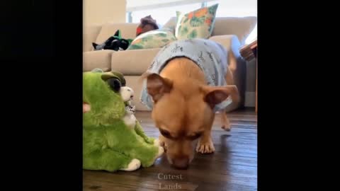 Animal funny and scary reaction playing with toys