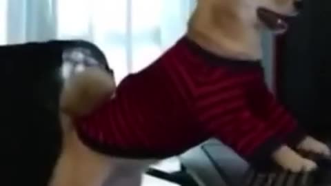 Funny Dog Playing Game! Cute Dog Videos