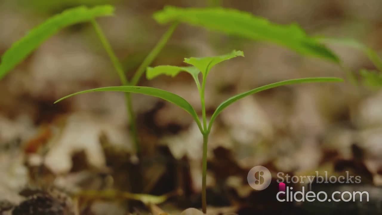 The Natural Growth- Serenity unleashed