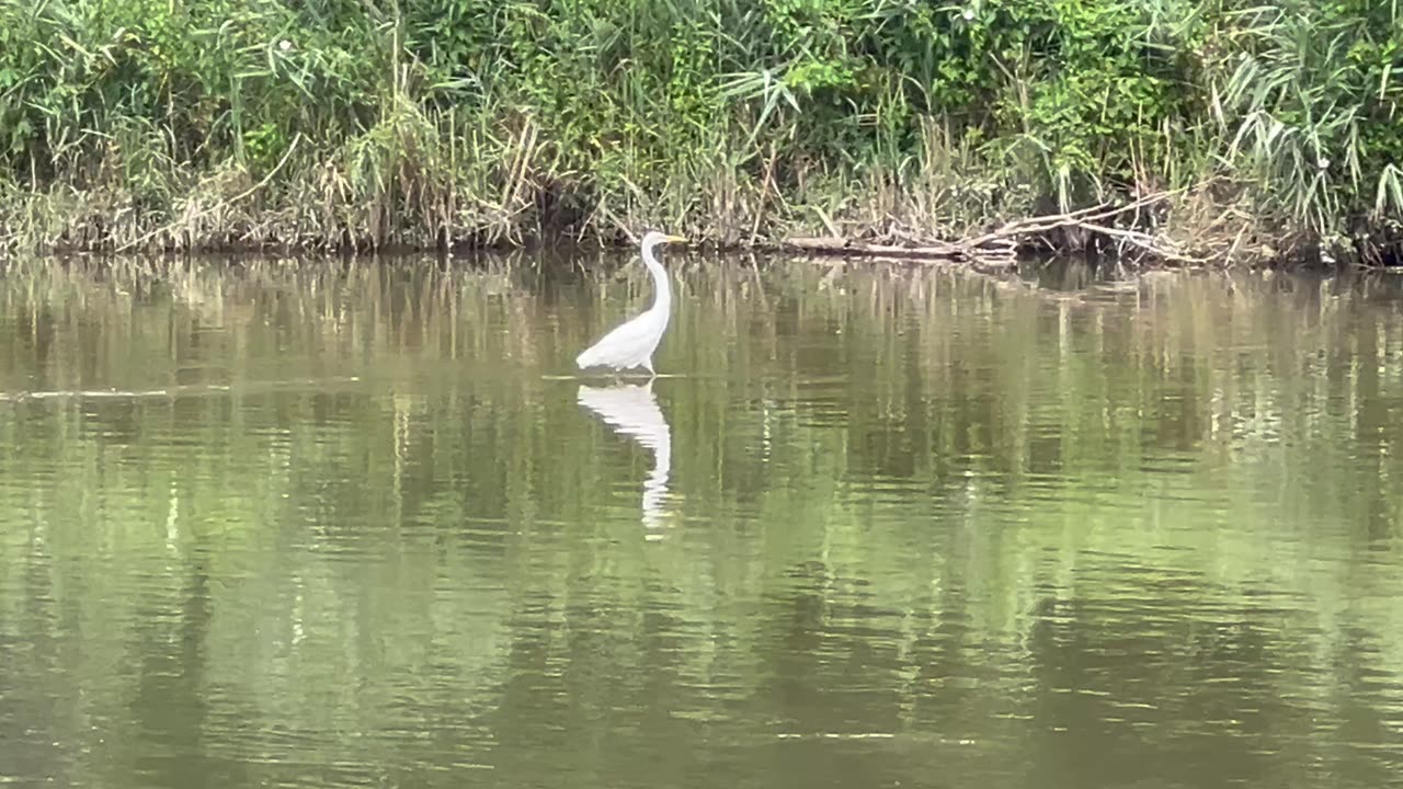 Great White Egret fishing the Humber River