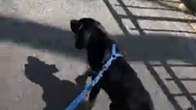 Huge dog can’t stand puppies — until he meets THE ONE