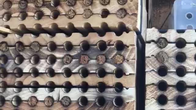 Mason Bees 34th Day