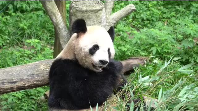 Pandas eat bamboo