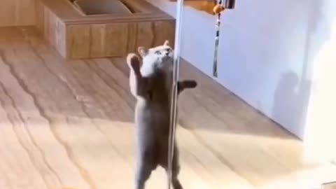 Enjoy the Funny Cat Dance