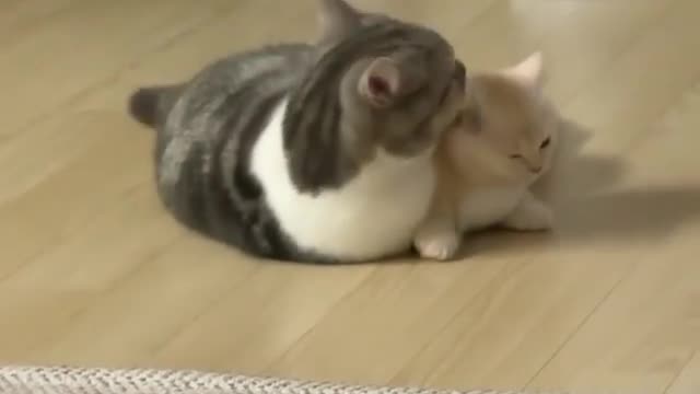 Funny and affectionate cute kittens