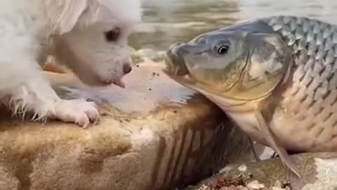 Dog straight from the depths of the river