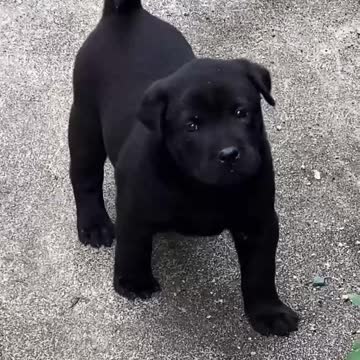 It's called black panther