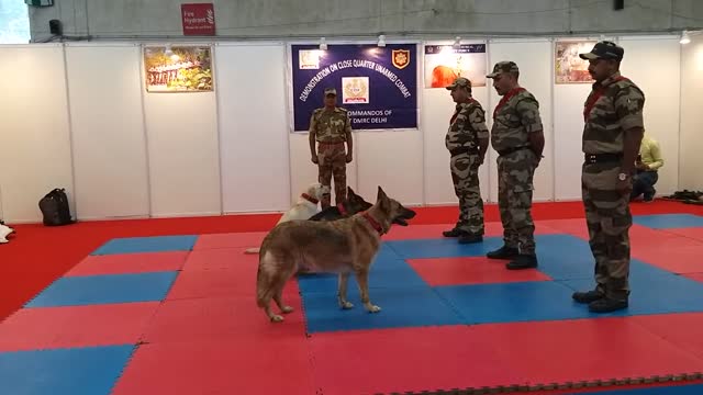 Dog Training - Demonstration of Dog Squad