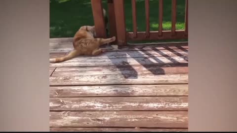 Funny cat videos😅😅😅 justforlaughing