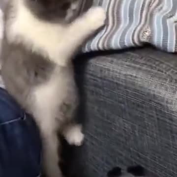 Cutest Try not to Laugh Kittens & Pups-6