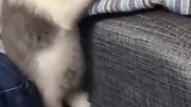 Cutest Try not to Laugh Kittens & Pups-6