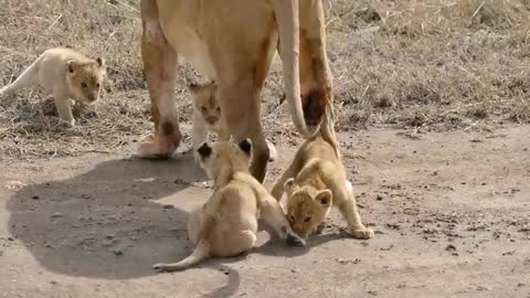 Cute Lion Kid Babies video!