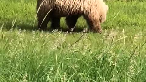 Shooting a bear in the montagne.