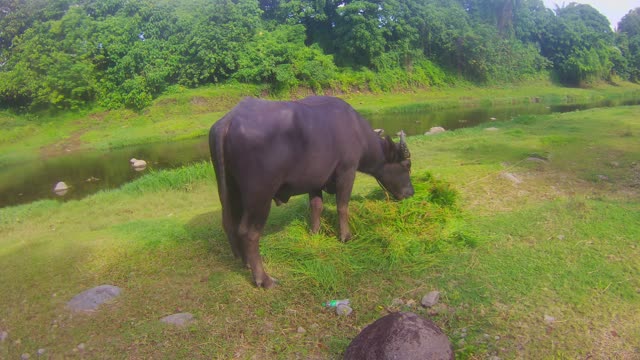 Juvenile Water Buffalo