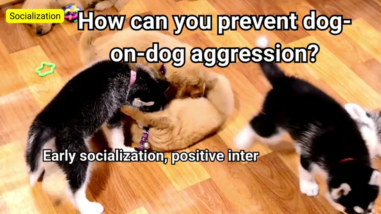 Preventing dog on dog aggretion