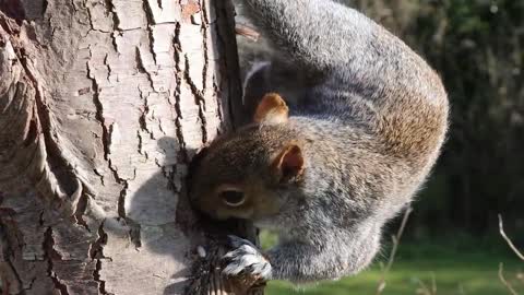 Squirrel video