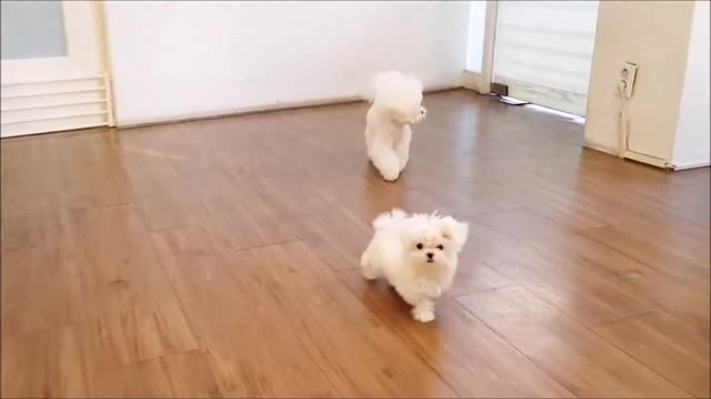 Cutest puppies in the world