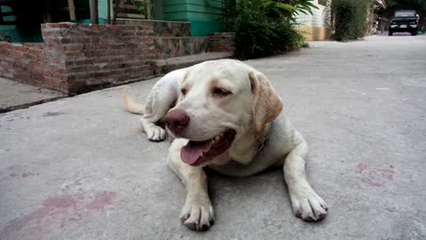 Dog laying down