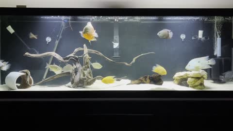 125 Gallon Tank Intro and General Discussion