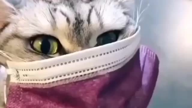 Gatinho botou a máscara com medo do covid-19
