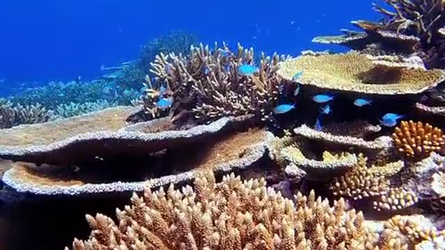The colorful coral some like antlers, some like fans, very beautiful!