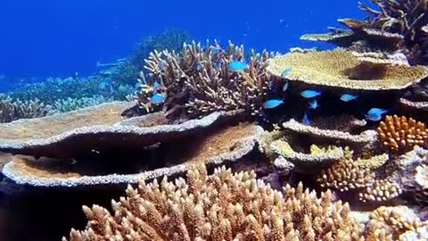 The colorful coral some like antlers, some like fans, very beautiful!