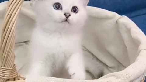 very very healing cute puppy