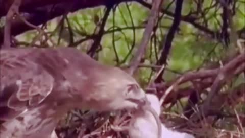 Eagle vs snake