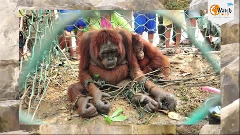 How People Welcomed This Poor Orangutan Mother Will Bring Tears To Your Eyes