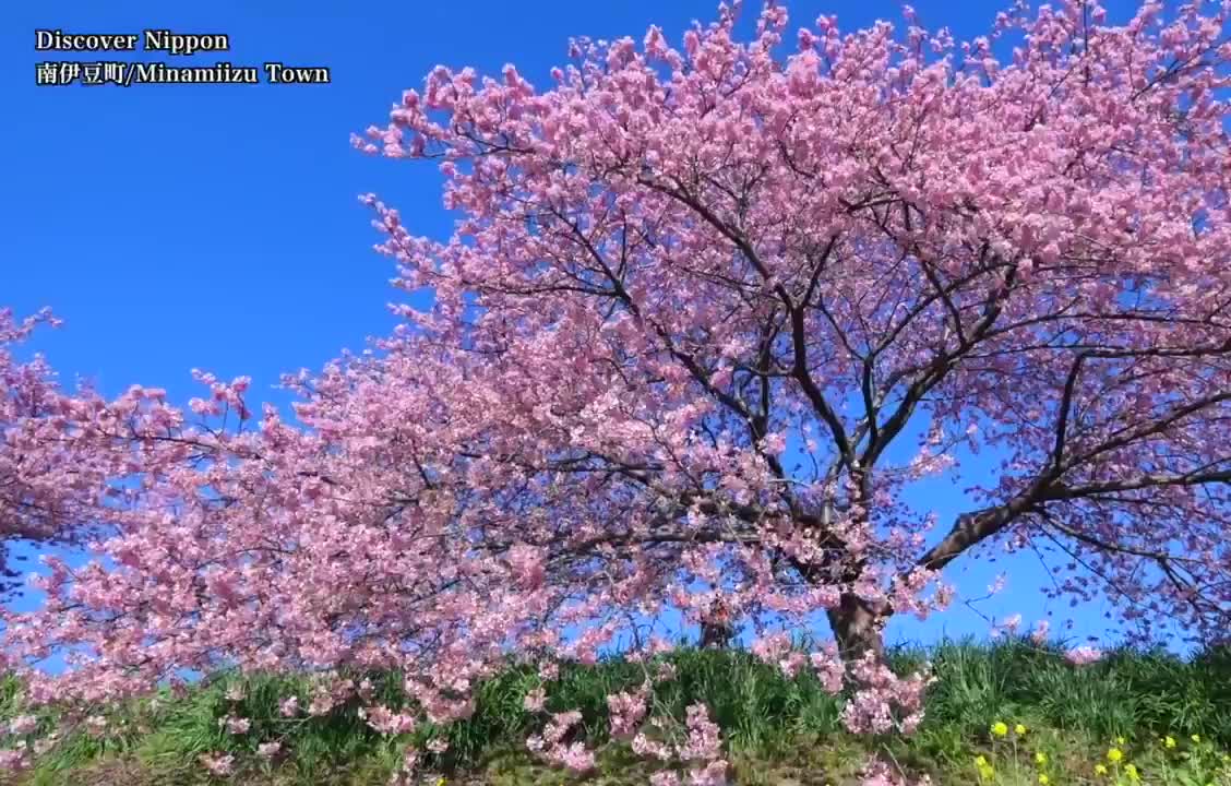 Take a break with this calming Sakura season content from Japan